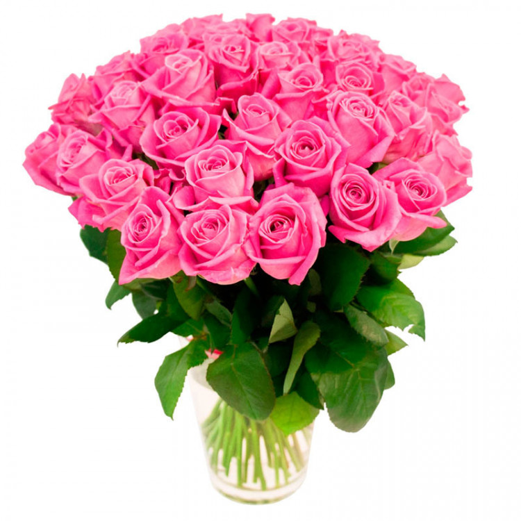 51 rosa rosa 51 rosa rosa