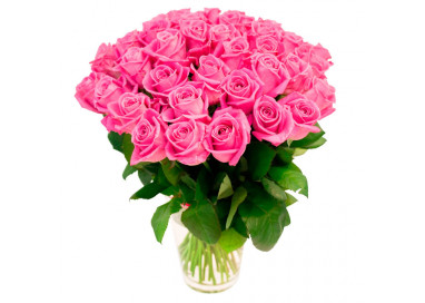 51 rosa rosa