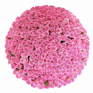 51 rosa rosa